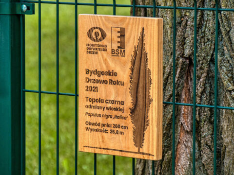 Bydgoskie Drzewo Roku 2021