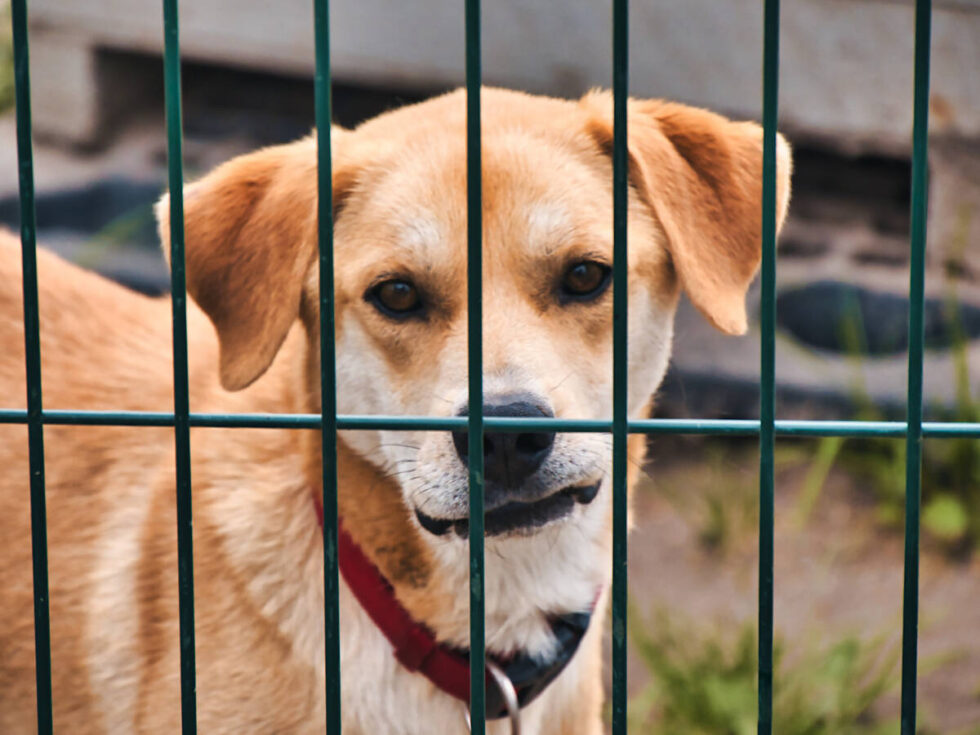 „Znani bezimiennym zwierzętom” – dobroczynna aukcja na rzecz mieszkańców bydgoskiego schroniska