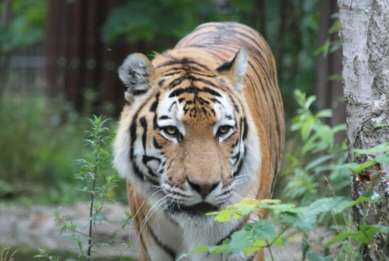Tygrys z zoo w Myślęcinku nie żyje. Altaj dożył w Bydgoszczy sędziwego wieku