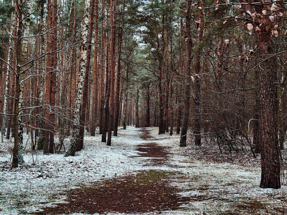 Lasy społeczne pod Bydgoszczą idealne na spacery. Czym są i kiedy powstaną