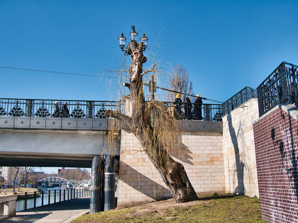 Wierzba przy ulicy Mostowej straciła koronę. Pomoże to przetrwać drzewu