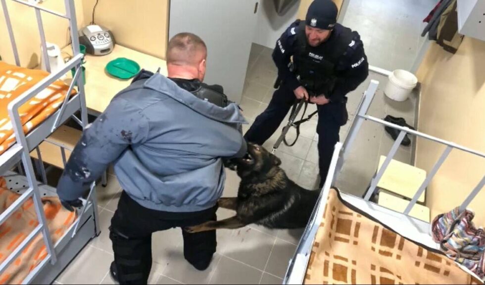 Psi behawiorysta pomaga policjantom. Jak dobrze wyszkolić policyjne czworonogi