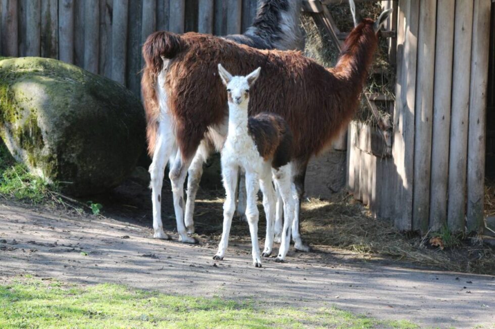 Lama Felicja, maleńki kangur i trzy urocze puchacze. Co słychać u maluchów w bydgoskim zoo? [ZDJĘCIA]
