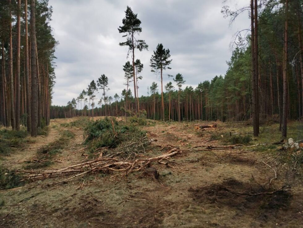Leśnicy: Las nie jest wieczny, z wiekiem obumiera. Będzie więcej wycinek, gdy ruszy budowa S10