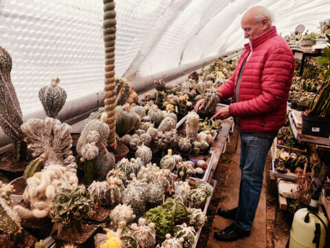 Hodowla kaktusów w podbydgoskim Jarużynie