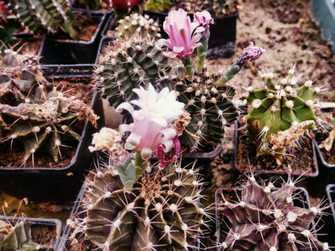 Hodowla kaktusów w podbydgoskim Jarużynie