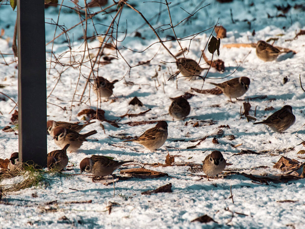 Ptasia Godzinka czyli liczenie ptaków nie tylko przy karmniku. Każdy może się przyłączyć
