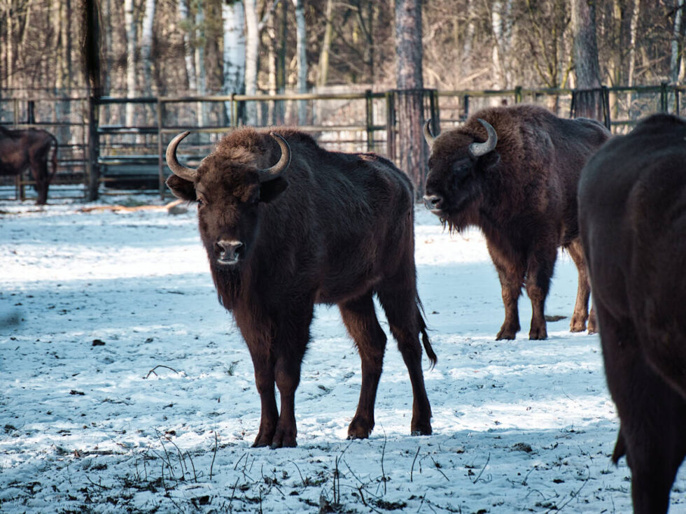 Święta w Bydgoszczy – jak je spędzić aktywnie. Co się dzieje w placówkach kultury i rozrywki [KALENDARIUM]