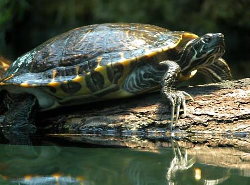 Żółwie ozdobne zagnieździły się na Łoskoniu. Co właściwie tam robią?