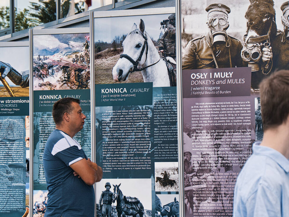 Nowa wystawa w bydgoskim muzeum, czyli udział zwierząt w wojnach na przestrzeni wieków