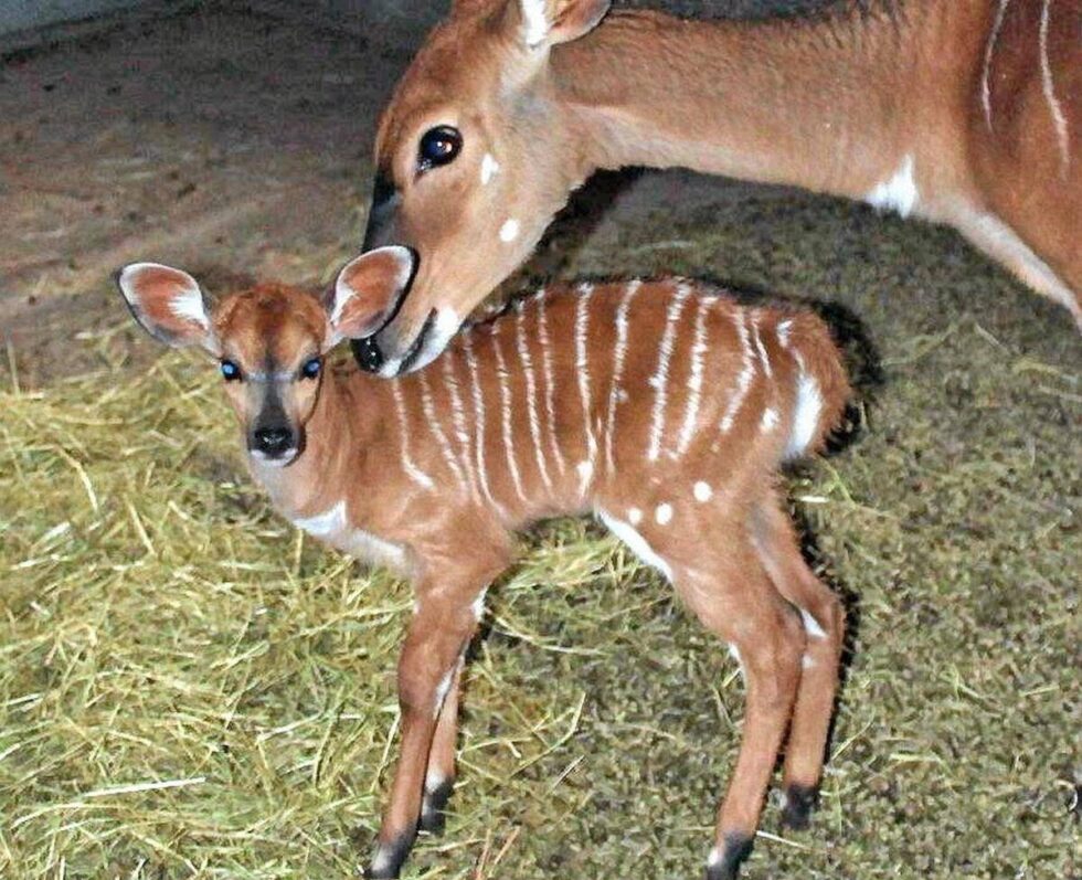 Baby boom w Myślęcinku. Słodki Gaspar przyszedł na świat. Co jeszcze narodziło się w zoo?