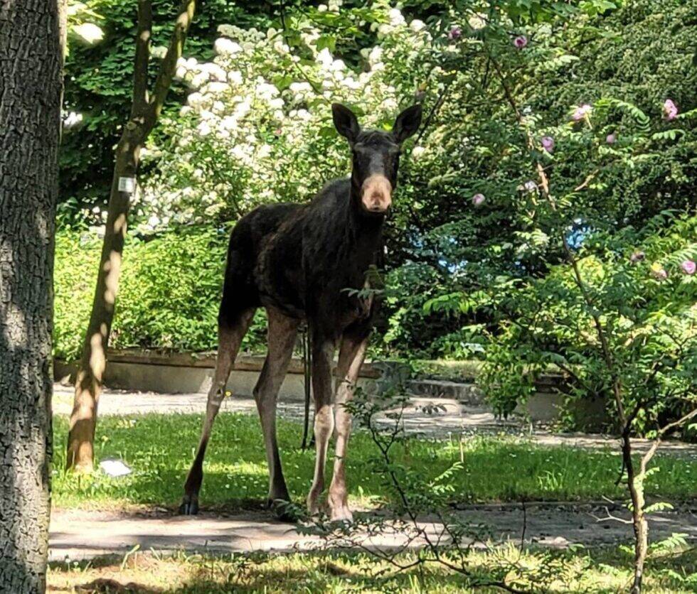 Miasto zmienia naturę i zwierzęta. „Lisy się udomawiają. Mają krótsze pyski. Być może dziki zostaną pozbawione futra”