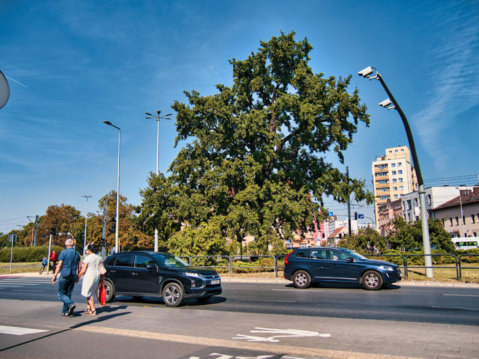 Bydgoskie drzewo roku wybrane – ten pomnik przyrody pamięta czasy budowy Kanału Bydgoskiego