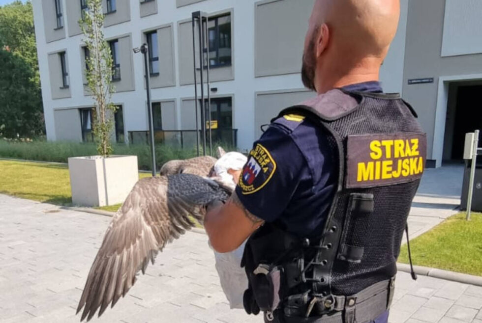 Strażnicy miejscy uratowali dzikiego ptaka uwięzionego na balkonie. Młoda mewa odleciała na wolność