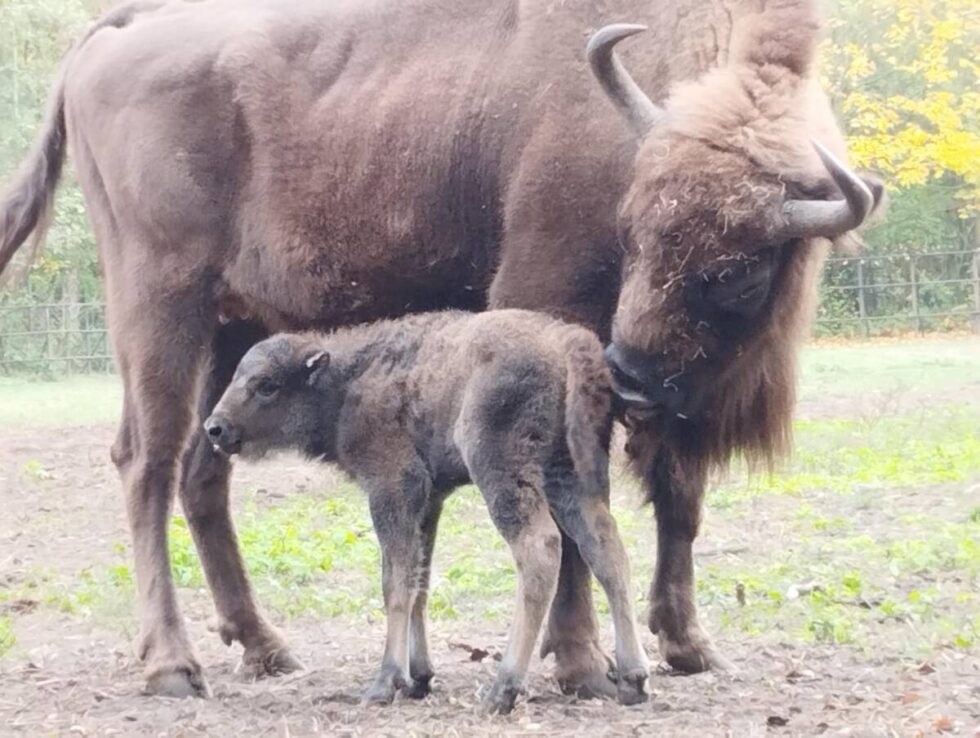 Panna z rogami z bydgoskiego zoo ma już imię. Oczywiście zaczyna się na Po…