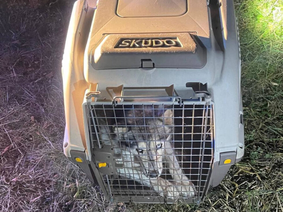 Strażnicy miejscy ratują psa. Właściciel porzucił go wieczorem zamkniętego w transporterze