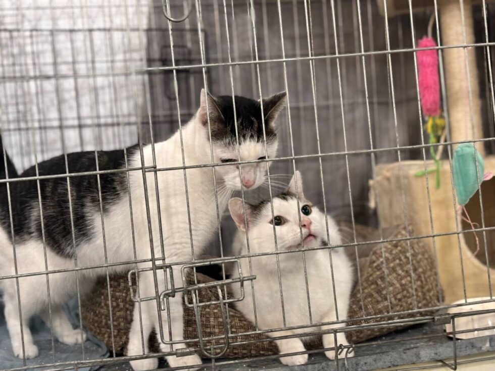 Pierwszy w Polsce raport o bezdomności zwierząt. Stworzyły go mieszkanki Bydgoszczy