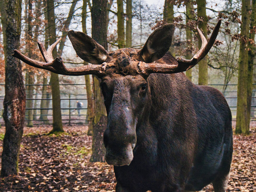 Zoo w Myślęcinku otwiera się dla mieszkańców. Bezpłatnie