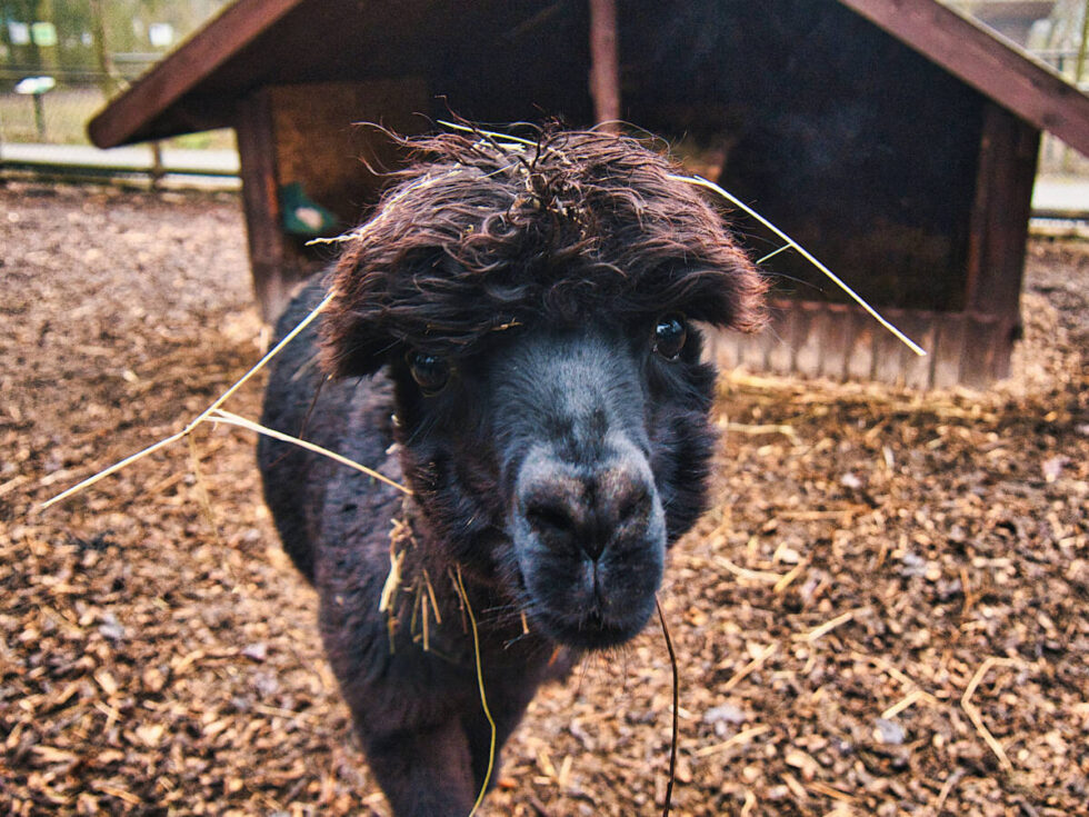 Andrzejkowe warsztaty w zoo w Myślęcinku. W klimacie wróżb i zwierząt