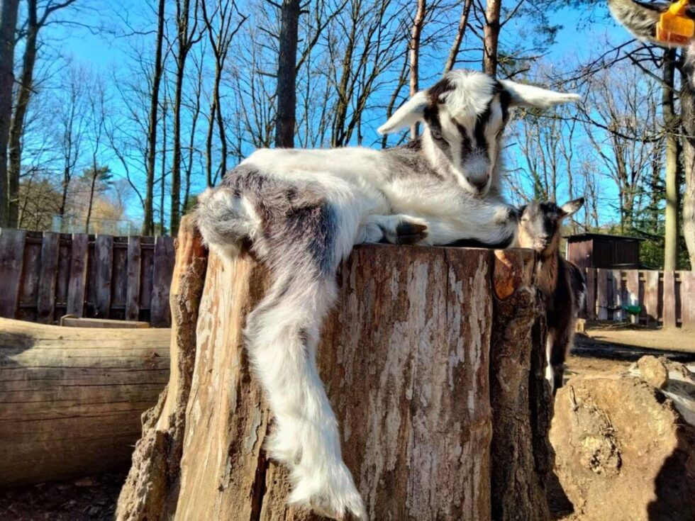 Najmłodszy mieszkaniec zoo w Myślęcinku. Deszczyk, bo narodził się, gdy padał deszcz [ZDJĘCIA]