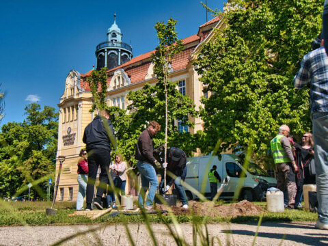 Sadzenie drzew na Skwerze Mikołaja Kopernika