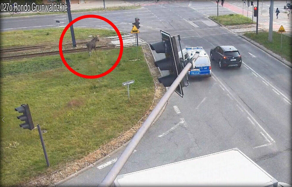 Łoś znowu paradował na ulicach Bydgoszczy – w asyście policji [WIDEO]