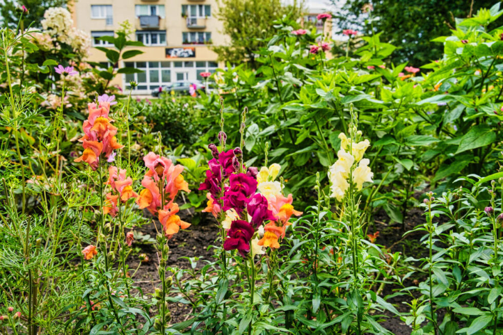 Bydgoszcz w kwiatach i zieleni. Ruszają zgłoszenia do konkursu z wieloletnią tradycją