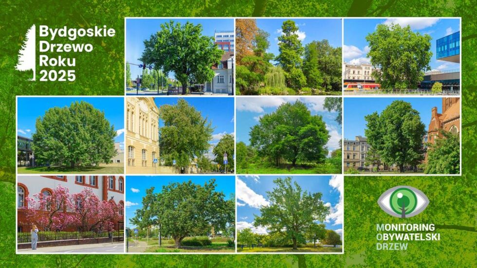 Klon, magnolia a może dorodna grusza? Czas wybrać Bydgoskie Drzewo Roku 2025