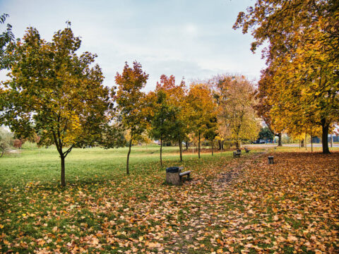 Park im. Piotra Samujło