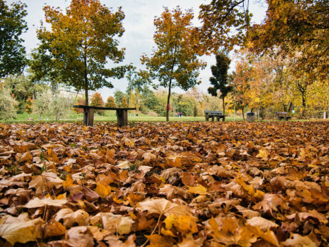 Park im. Piotra Samujło