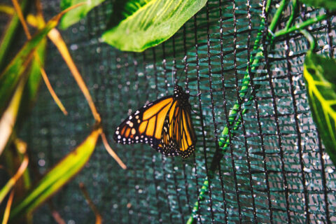 Motylarnia Bydgoszcz