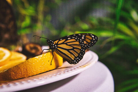 Motylarnia Bydgoszcz