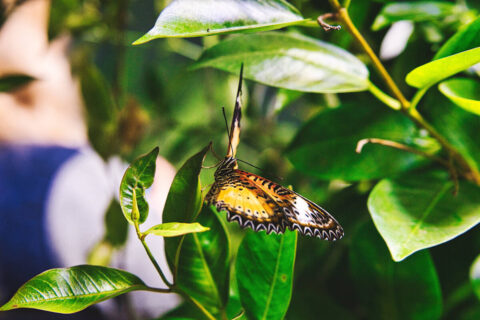 Motylarnia Bydgoszcz