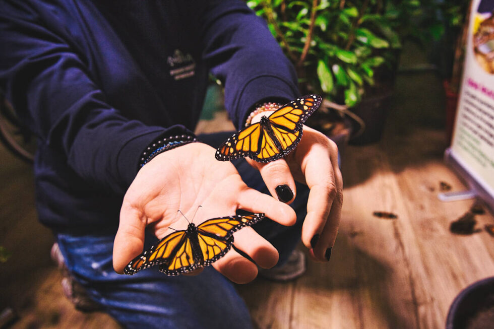 Egzotyczne motyle na wyciągnięcie ręki. Dom kolorowych owadów otwarty czasowo w Bydgoszczy [ZDJĘCIA]