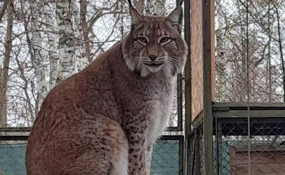 Rysiopiknik w bydgoskim zoo. Zapraszają Lala i Leo. Nasze rysie dostaną nowy wybieg
