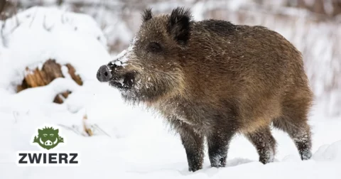 Zwierz, czyli aplikacja, która pomoże uniknąć dzikich zwierząt i odnaleźć swoich zaginionych, domowych pupili