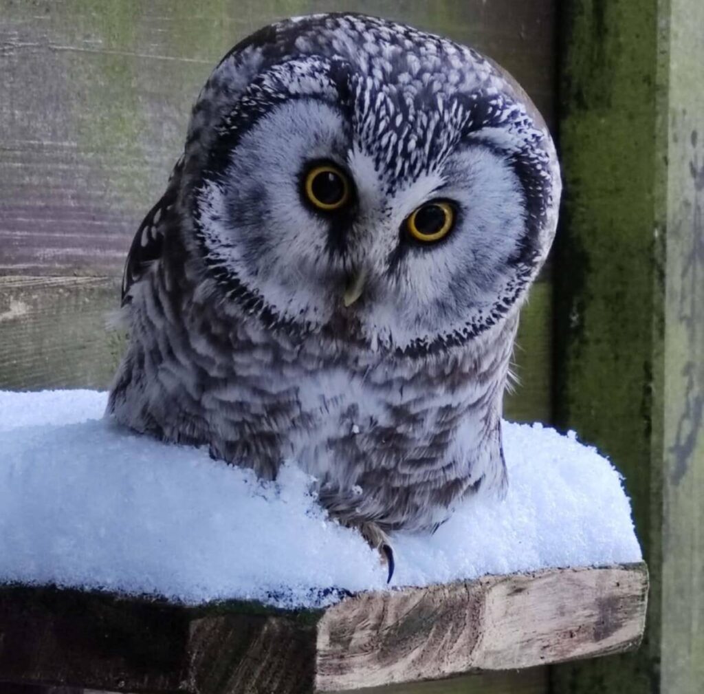 Sowa siedzi na ośnieżonej desce