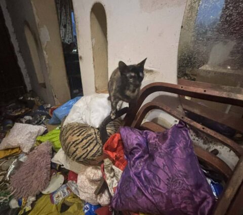 Dramat zwierząt i ludzi. 11 kotów i 7 psów odebranych z domu grozy pod Bydgoszczą