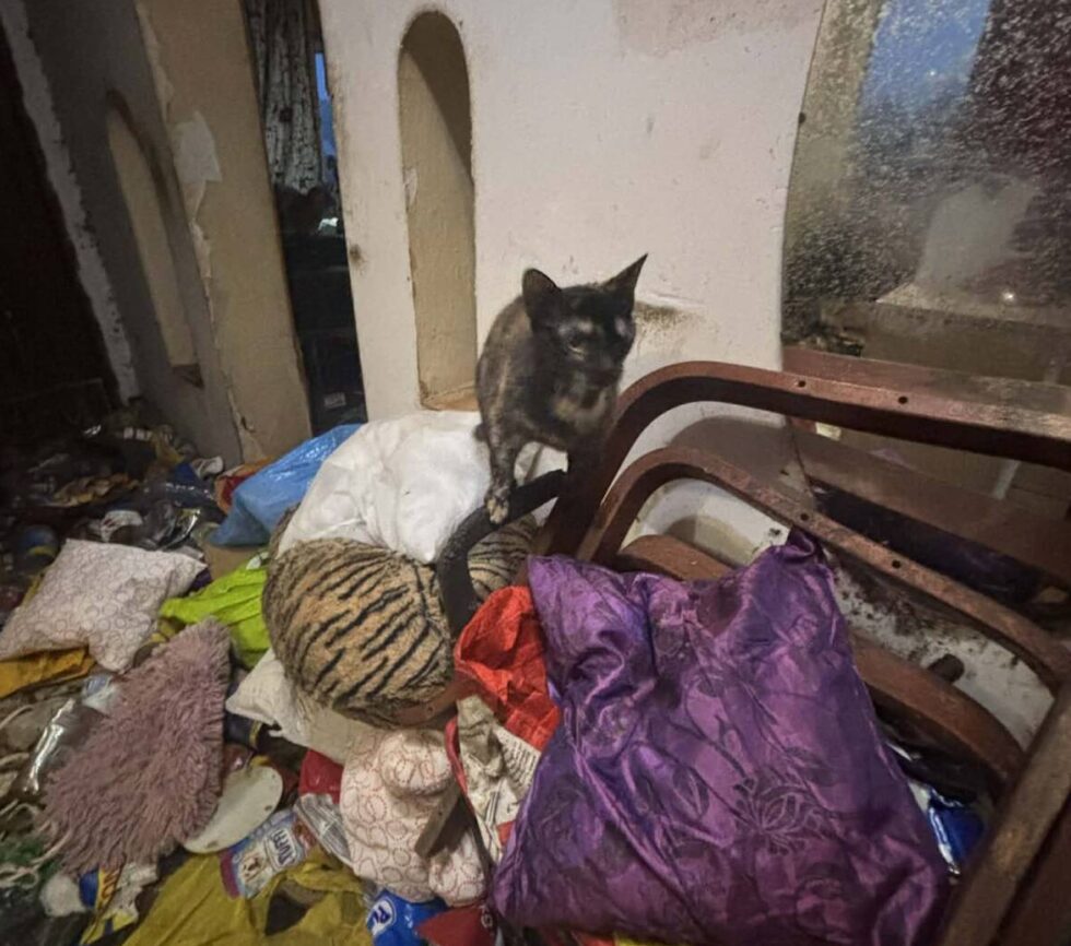 Dramat zwierząt i ludzi. 11 kotów i 7 psów odebranych z domu grozy pod Bydgoszczą