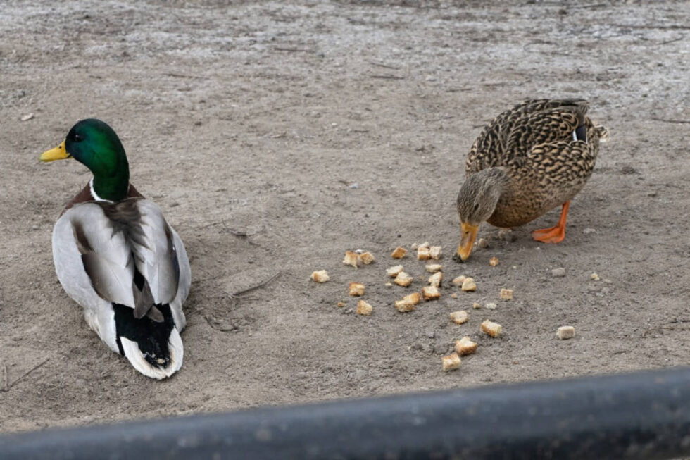 Suchy i zmarznięty chleb dla kaczek w centrum Bydgoszczy. Nasza czytelniczka alarmuje. Eksperci: nie karmić chlebem ptaków