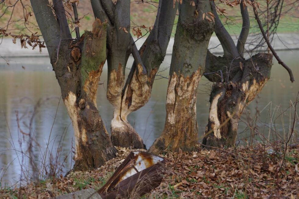 Bobry nad Kanałem Bydgoskim robią to, co lubią najbardziej. Są konsekwencje