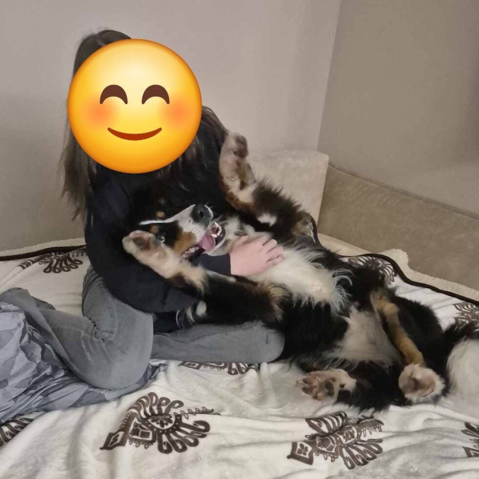 Zagubiony berneńczyk jest już w domu. Szczęśliwe zakończenie historii Belli, która wróciła do swej rodziny