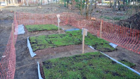 Poletka testowe z rozchodnikiem, macierzanką i smagliczką - tak kiełkują zielone torowiska i wiaty w Bydgoszczy