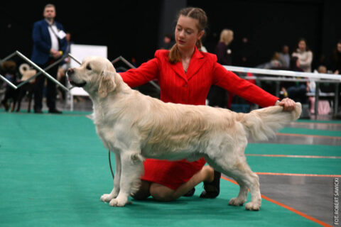 Piękne psy na wystawie w Bydgoskim Centrum Targowo-Wystawienniczym [ZDJĘCIA]