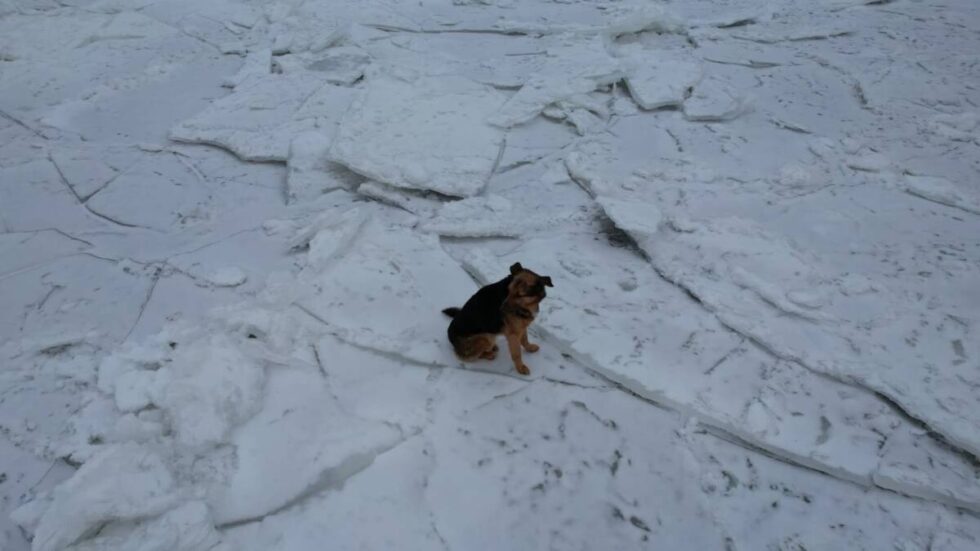 Szczęśliwy finał dramatycznych poszukiwań. Nelka, która weszła na lód na Wiśle, odnaleziona i uratowana