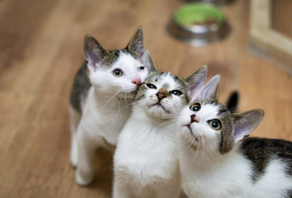 Dziesięć najlepszych rzeczy, jakie możesz zrobić w Bydgoszczy 20-22 lutego [ZAPOWIEDZI NA WEEKEND]