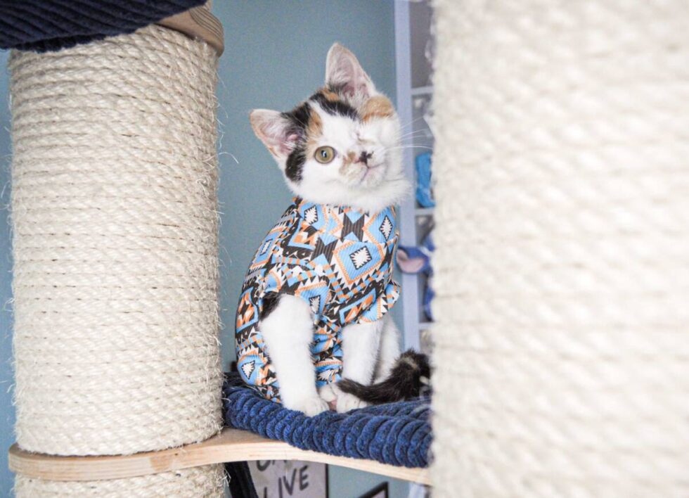 Kocia aukcja w sercu Bydgoszczy. Dochód wesprze 60 podopiecznych Stowarzyszenia Stukot