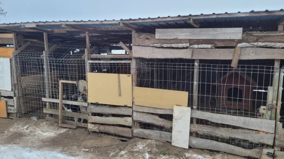 Kolejna pseudohodowla w regionie zlikwidowana. Część psów czeka na nowe domy w bydgoskim schronisku