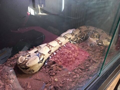 Trzymał pytony królewskie i boa cesarskie w bloku na Kapuściskach. Policja weszła do mieszkania