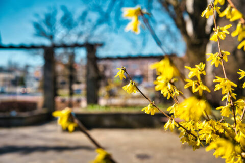 Ogród Botaniczny UKW